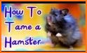 Jumpy Petz related image