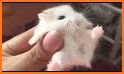 Funny Hamster Cracked Screen related image