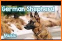 German Shepherd Theme related image