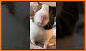 Guinea Pig Communicator related image