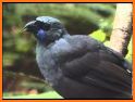 Birds of New Zealand related image