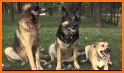 German Shepherd Theme related image