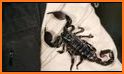 How to Take Care of a Pet Tarantula or Scorpion related image