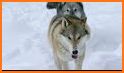 Yellowstone Wolves 2021 related image