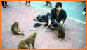 Monkey Tamers Alpha related image