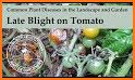 TOMATO CLINIC related image