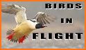 Flyng Bird related image