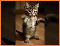 Dancing Cats - Music Tiles related image