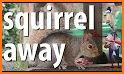 Squirrel Away related image