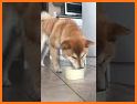 Shiba Crush related image