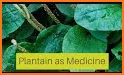 PlantIn: Plant Identification related image