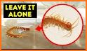 Centipedes Run related image