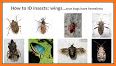 Insect identification: Bug identifier - Bug finder related image