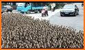 Duck Crowd related image