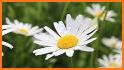 Gentle Daisies Live Wallpaper related image