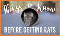 How to Take Care of a Pet Rat related image