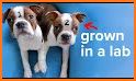 Animal Cloner related image