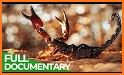 Scorpion Wildlife Insect Venom related image