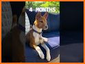 Basenji Dog TB09 related image