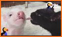 Baby Pig Care - Raise & Dress Up Pink Pet Pig related image