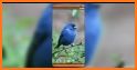 Theme for blue parrot bird branch wallpaper related image