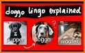 DogGo related image