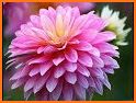 tips cara menanam dan merawat bunga dahlia related image