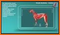 Visual Anatomy 3D - Canine related image