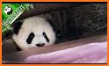 Baby Panda Hide and Seek related image