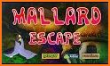 Mallard Escape related image