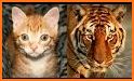 Cat Rescue: Match Story related image