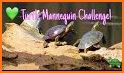 Turtle Mannequin related image