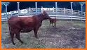American Shorthorn Association related image