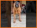 D.O.G. related image