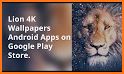 Lion Wallpaper - 4K Wallpaper Free related image