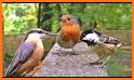 Animal & Bird Real Sounds related image