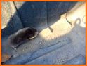 Super Mole: Underground Runner related image