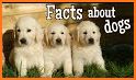 Cookie Fun Dog Fact related image