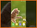 Kitten Wallpaper 4K related image