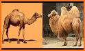 Bactrian Camel related image