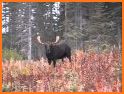 Moose Hunting Calls related image