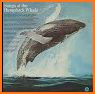 Whale Album related image