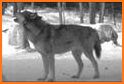 Wolf Sounds related image