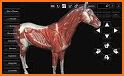 Horse Anatomy: Equine 3D related image