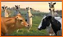 Talking Cow related image