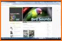 Birds sound ringtones & wallpapers related image