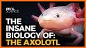 Axolotl related image