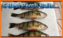 Perch related image