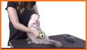 Cat Care & Grooming related image