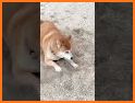 Shiba Crush related image